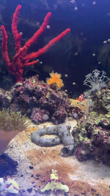 @Tadpole the Frogfish 🇨🇦