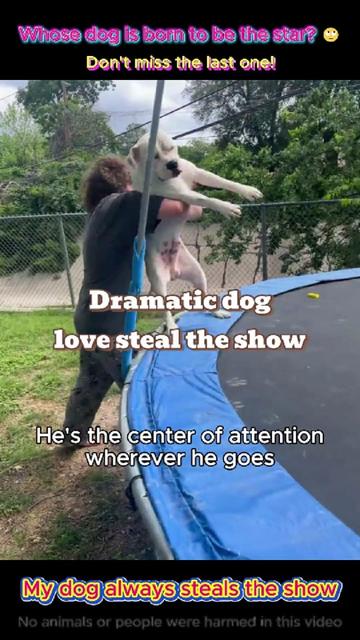 @pet.funny799