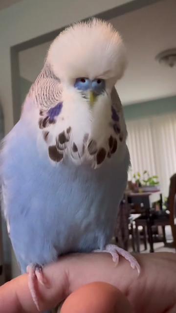 @Rupeedoo