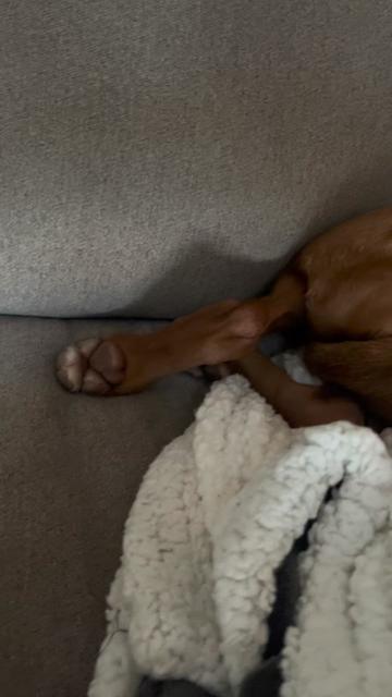 @Brookie The Vizsla