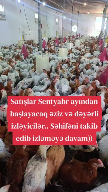@toyuq_ve_cuce