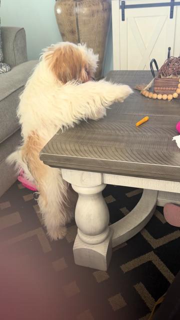 @Crisp&iacute;n_y_mia_abelito_shihtzu_