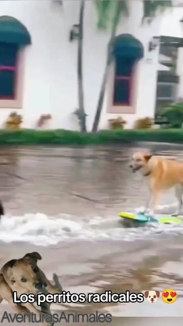 @AventurasAnimales