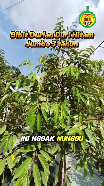 @Produksi Buah_SBS