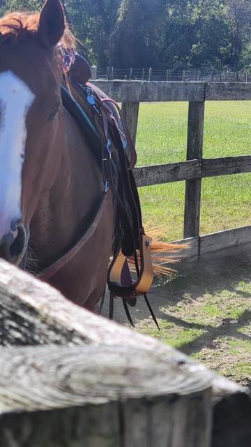 @Horselife