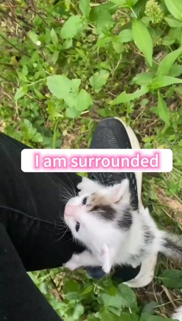 @Cats and dogs