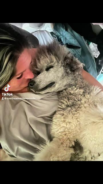 @Luxe The Adventure Poodle