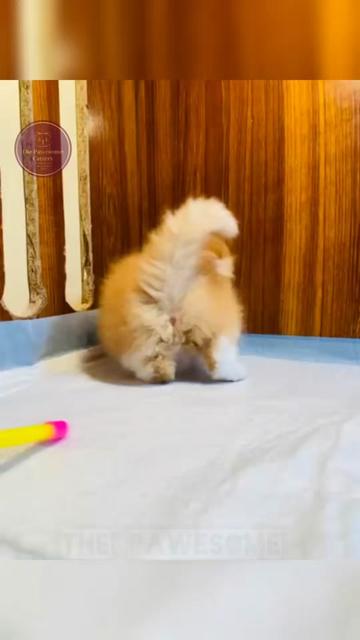@The Pawesome Cattery