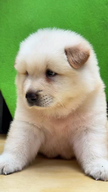 @南粤陪伴犬