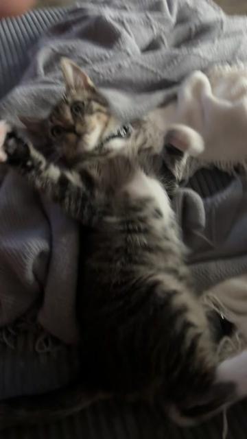 @KittyFam
