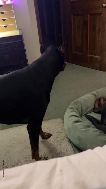 @Tiny Bear & Tiny Horse