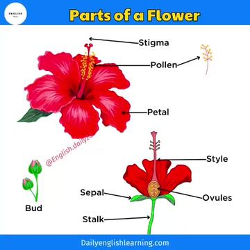 @Daily english learning