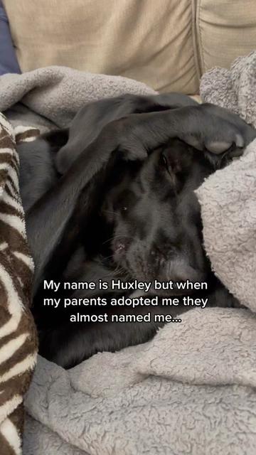@Huxley Knox the Black Lab