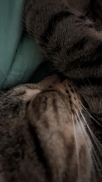 @Tokio Drift The Cat