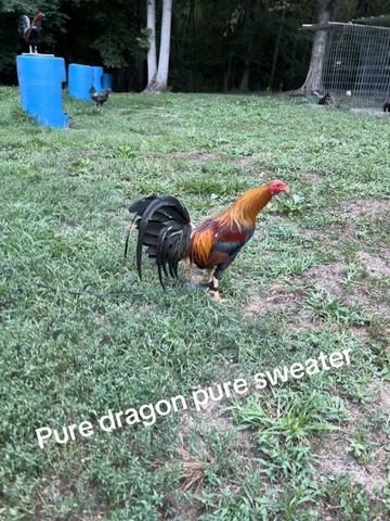 @Dragon game farm