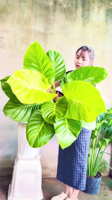 @Tiệm L&aacute; Nhỏ