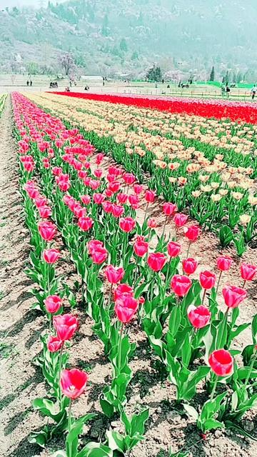 @mushtaqO7dz