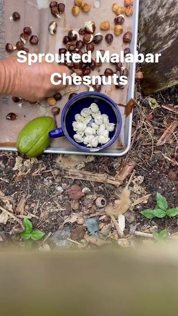 @kumuainafarms