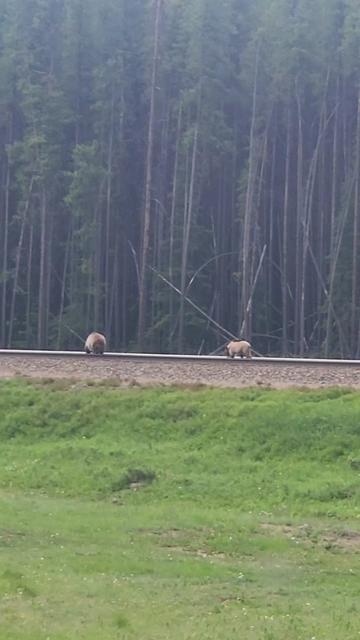 @Banff Trail Running & Wildlife