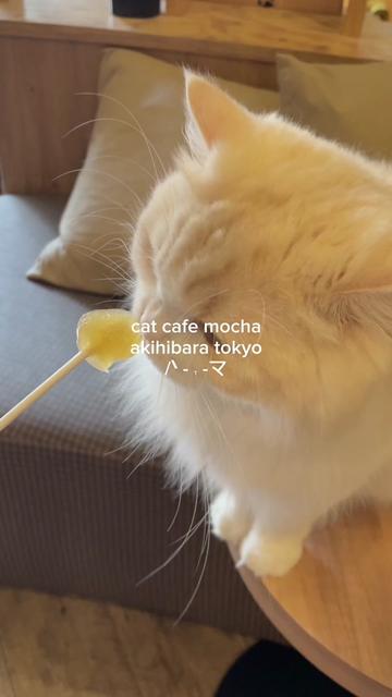 @kai ☆