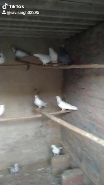 @Ravi Goniana