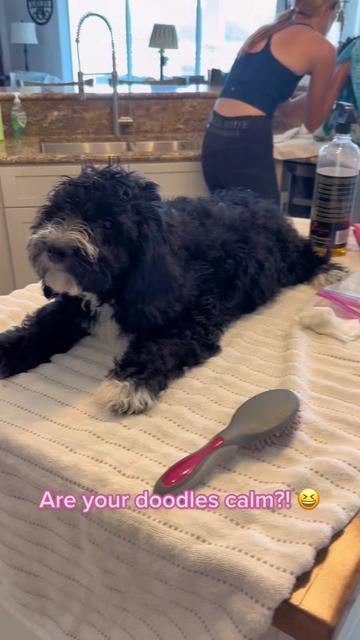 @Peachstones Bernedoodles