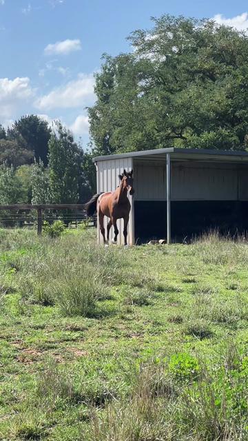 @TDDG Equestrian