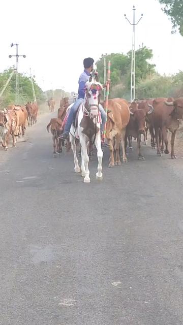 @Bhavu_Bharwad