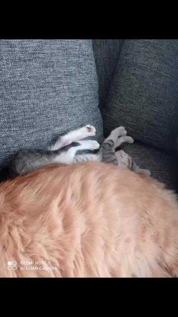 @CutiesCat House