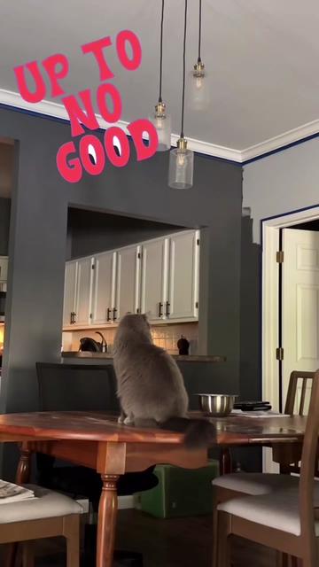 @three_meows_and_a_lady