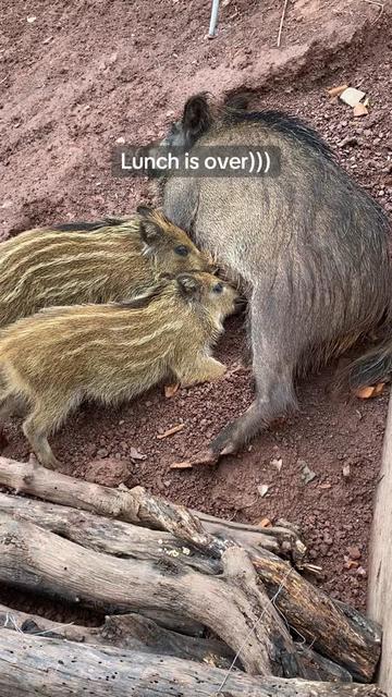 @Cute Boars