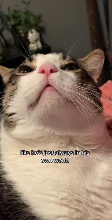 @Li