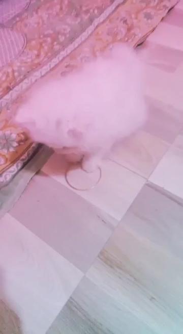 @surekha rajput
