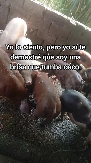@La cubana Oficial