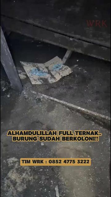 @Walet Rimba Kalimantan