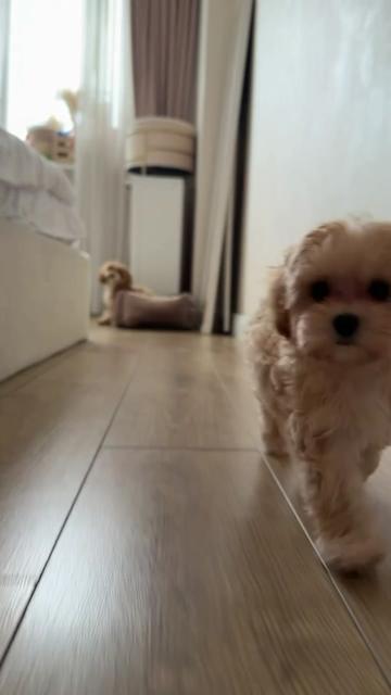 @Maltipoo Puppy Place