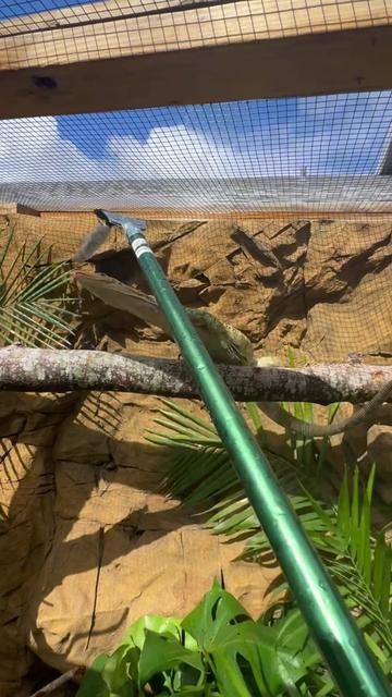 @Tommys_reptiles