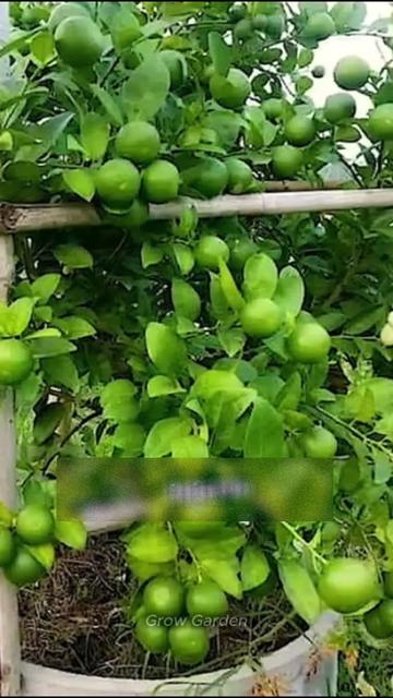 @Grow Garden | Plantas