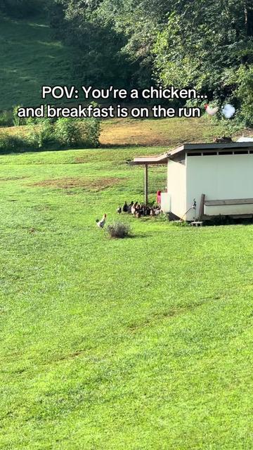 @CopperHollerFarm