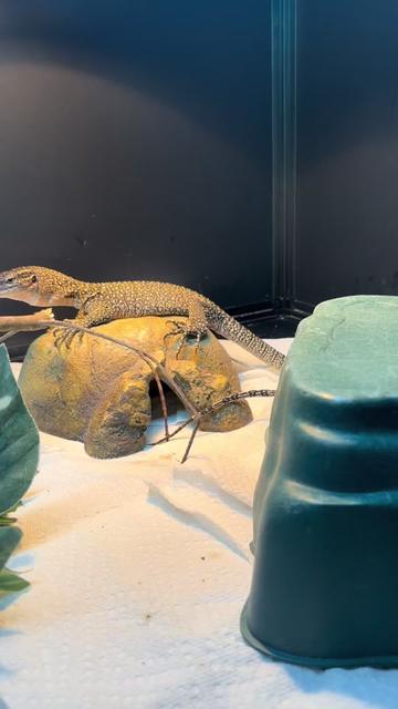 @BeWild Reptile Rescue
