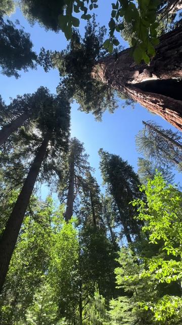 @🌲