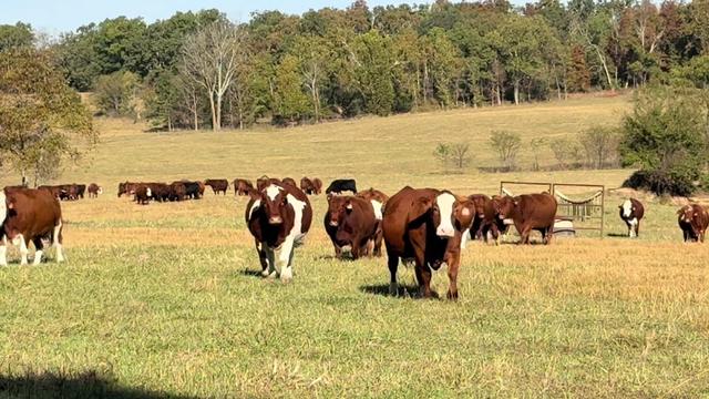 @Massey Land & Cattle