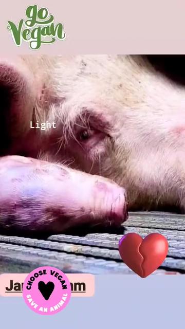 @Ava Animal 🩷🐾🩷