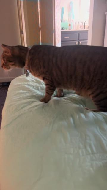 @Tokio Drift The Cat