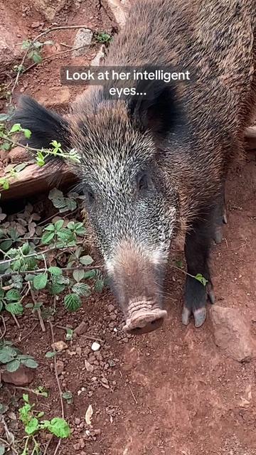 @Cute Boars