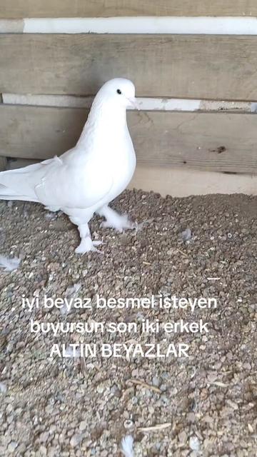 @🎲🎲oyunkusu.kirsehir40🎲🎲