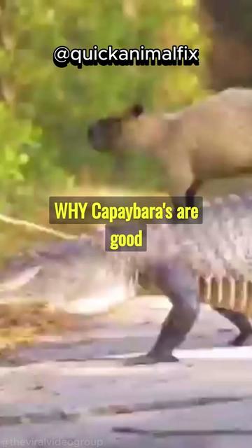 @quickanimalfix