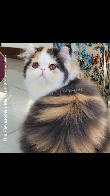 @The Pawesome Cattery