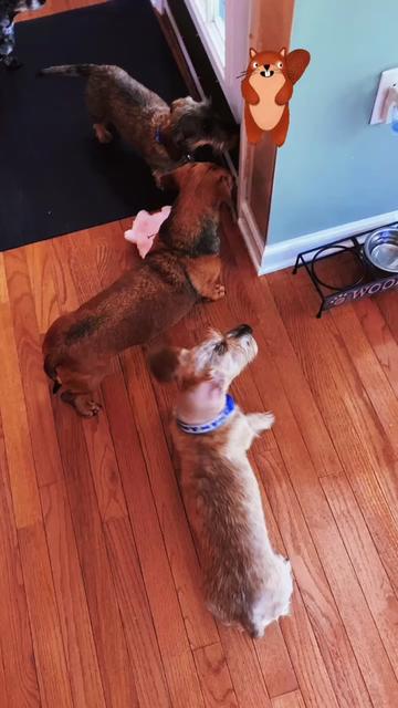 @dr.adam_christman_Veterinarian