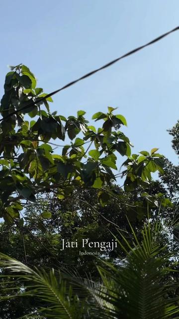 @Jati Pengaji
